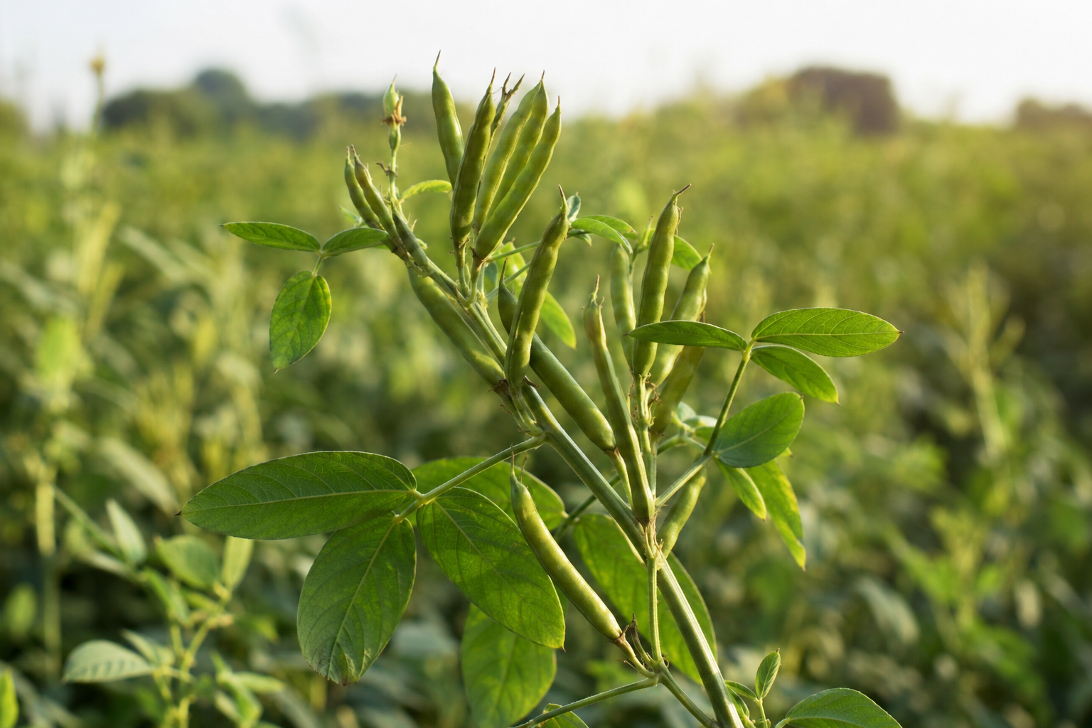 Guar Gum